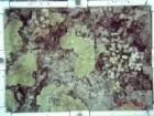 image of coral and algae