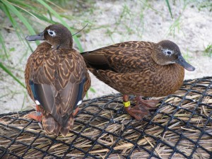 Pair of Laysan Duck on Midway (photo by Susan Middleton)