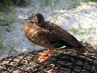 Duck with antenna (photo by Susan Middleton)