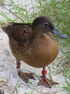 Laysan Duck checks out its new home on Midway (photo by Susan Middleton)