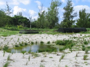 Pond and environment prepared for Laysan Ducks on Midway (photo Susan Middleton)