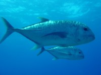 Two Ulua