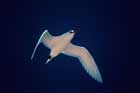 Photo of Red Tailed Tropicbird. R. Shallenberger, USFWS.