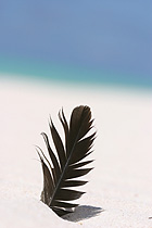 Bird feather in sand on Midway.