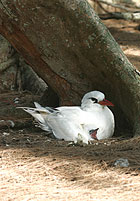 Red-tailed tropicbird with chick on Midway.