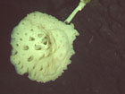 Crateromorpha sponge.  HURL.