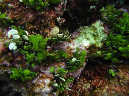 Halimeda opuntia.  Photo by Larry Basch, NPS.