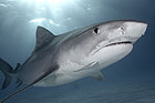 Tiger shark