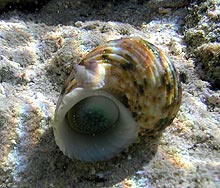 Hawaiian Turban snail.  Photo by Larry Basch, NPS.