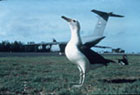 Albatross and plane on Midway, USFWS.