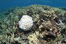 One species of coral is bleached while the others are not.