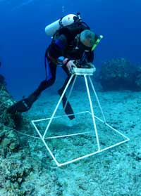 Jim Maragos, Ph.D taking a photo quadrat of the reef.