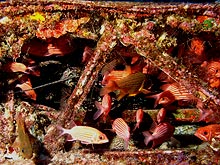 Hawaiian squirrelfish and Spotted cardinalfish hiding in a wing of a downed Corsair at Midway Atoll.  Photo by Brian Hauk.