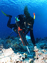 Daria Siciliano epoxying the monitoring stake into the reef.