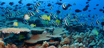 Acropora on Rapture Reef at French Frigate Shoals.  Photo by Jim Watt.