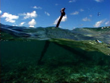 Anchor at French Frigate Shoals.  Photo by Suzanne S. Finney.