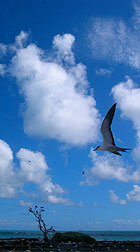 Sooty tern at Southeast Island at Pearl and Hermes Atoll.