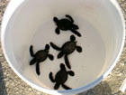 Saving baby honu.  Click here to see the article.