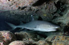 White-tip reef shark.  Photo by Jim Watt.