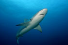 Galapagos shark