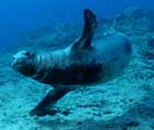 Monk seal at Gardner Pinnacles.  Click here to see article.