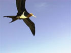 Great Frigate bird.  USFWS