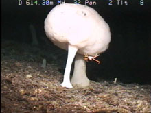 Hertwigia sp. (stalked sponge) with a galatheid crab on it. Image by HURL.