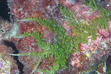 Caulerpa sp., not common in Main Hawaiian Islands.