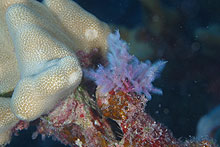 Dasya iridescens.  Found throughout Hawaiian Islands.