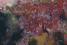 Kallymenia thompsonii and Peysonellia sp.  Found throughout Hawaiian Islands.