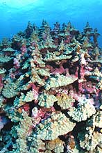 Ancient coral colony. Porites evermanni at Lisianski Island.