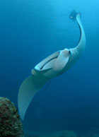 Manta Ray and diver.