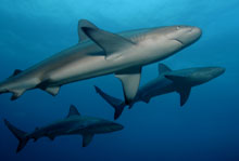 Three Galapagos Sharks.