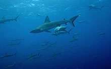 Galapagos sharks at Maro Reef.