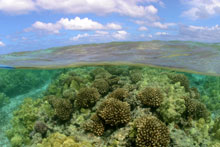 Maro Reef Intertidal area.  Photo by Jim Watt.