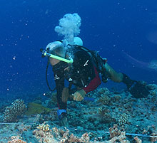 Jim Maragos, PhD driving a permanent monitoring stake into the reef.