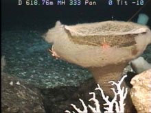 Unidentified sponge with a galatheid crab and a shrimp (Heterocarpus laevigatus) climbing on it.  Image by HURL.