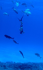 Freediving with Ulua. Photo by Andy Collins.