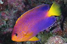 Japanese Angelfish.