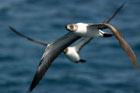 Brown boobiers in flight.  Photo by Jim Watt.