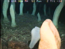 Field of sponges. Regadrella sp. (front middle) & Semparella sp. (all others). Image by HURL.