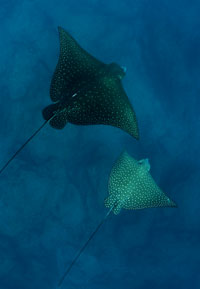 Two Eagle Rays.