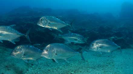 Group of Giant Trevally.