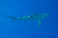 Eight foot galapagos shark equipped with a pop-up archival tag.