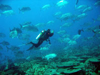 Swimming with hundreds of ulua at rapture reef. Photo by Malia Rivera