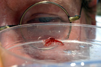 Dr. Dwayne Minton stares down a tiny lobster.