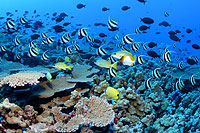 Acropora corals at French Frigate Sholas.