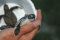 Geen sea turtle rescue.