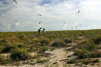 Counting birds on Laysan Island.