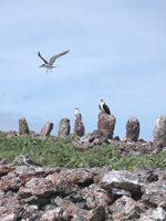 Marae or stone images at Mokumanamana.